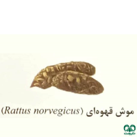 گونه موش قهوه‌ای Brown rat